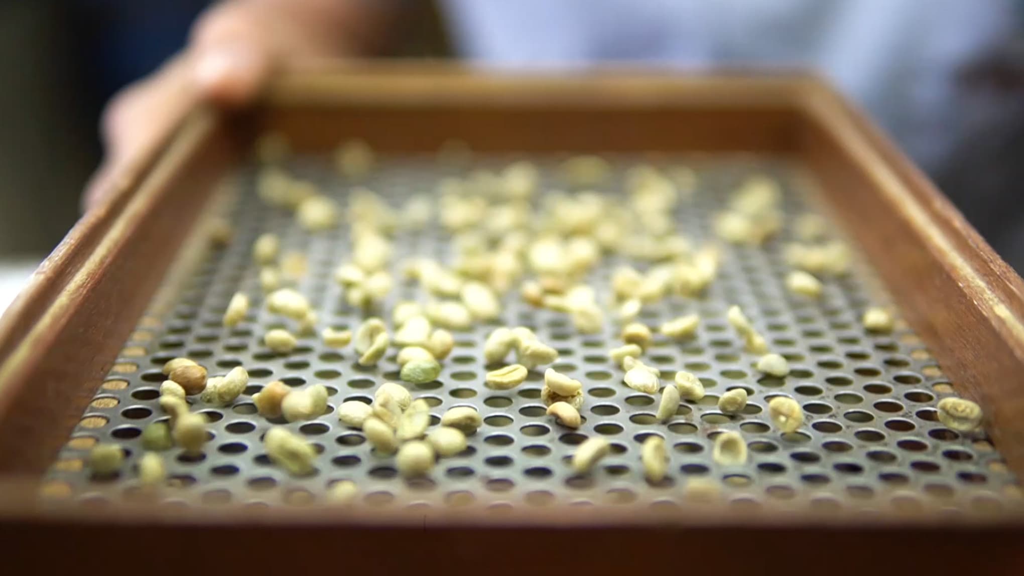 Coffee sample screen with green beans on a perforated metal surface, shown with a durable wooden frame option.