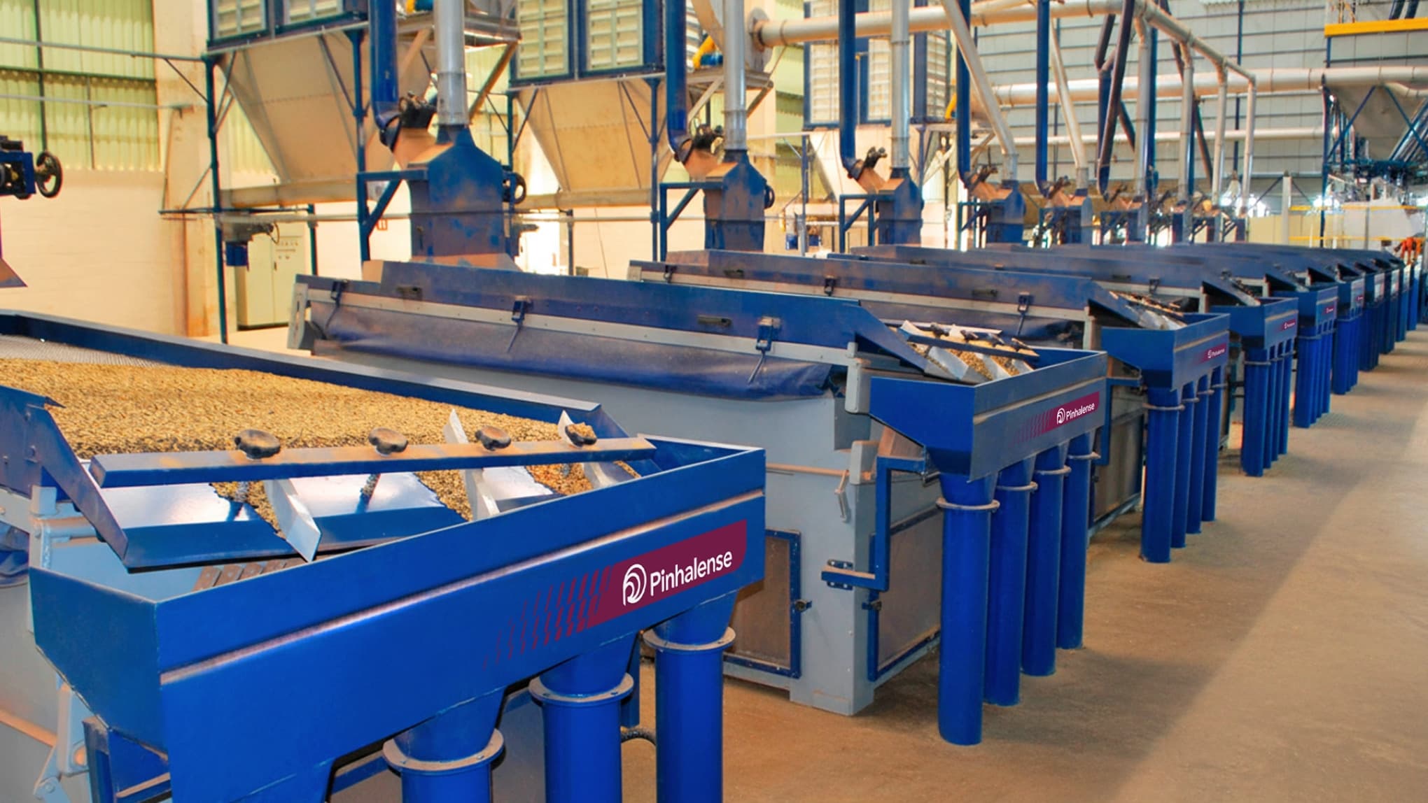 Mesas densimétricas da Pinhalense, processando café, e enfileiradas em armazém de café