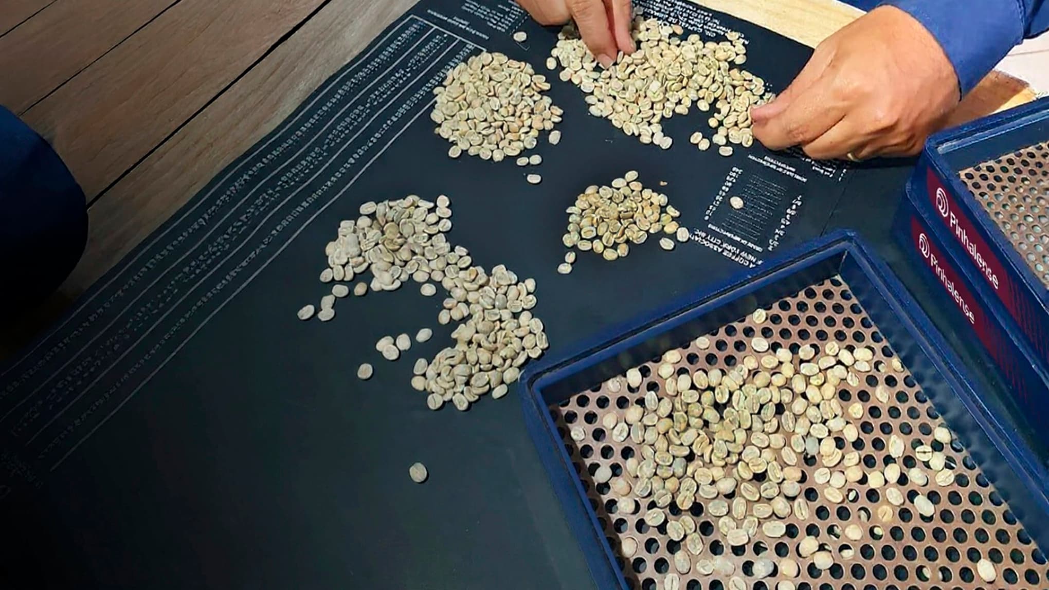 Cribas de clasificacion de café Pinhalense, hechas de plástico, en proceso de utilización, con granos de café esparcidos sobre la mesa y una persona manipulando y realizando el análisis